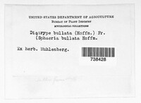 Diatrype bullata image